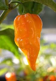 Hot Pepper Fatalii 95 Day 300 000 Scovilles Extremely Hot 25 Seeds In 2020 Stuffed Peppers Chilli Plant Stuffed Hot Peppers