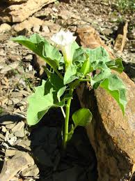 Image result for Datura ferox