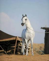 Maybe you would like to learn more about one of these? Ø¨Ù€Ø§Ù„Ø£Ù…Ù€Ø³Ù€ Ø¯ÙˆØ±ÙƒÙ€ ØªÙ€Ø¬Ù€Ø±Ø­Ù€ ÙˆØ§Ù„Ù€ÙŠÙ€ÙˆÙ…Ù€ Ø¯ÙˆØ±ÙŠ Posts Facebook