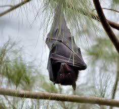 Bat Immunity | California Academy of Sciences