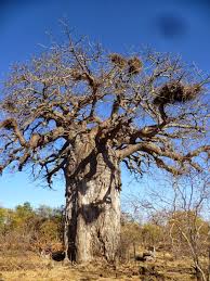 baobab in mopani rest camp kruger national park baobab tree kruger national park africa travel