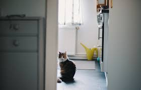Kitchen counters are often storage spaces for sharp objects that can harm cats. How To Keep Cats Off Your Counter Tops