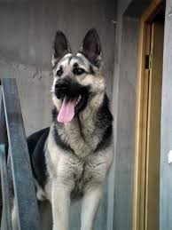 Black And Silver German Shepherd Puppies Gsd Nice Black And Silver Peace B With U 4 Ever Www Capemaydogs Com German Shepherd German Shepherd Dogs Silver German Shepherd