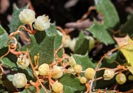Image result for Cuscuta abyssinica