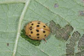 Mexican bean beetles overwinter as adults in woods and weeds, and emerge in late spring. Kentucky Soybeans Keep Watch For Mexican Bean Beetle Agfax