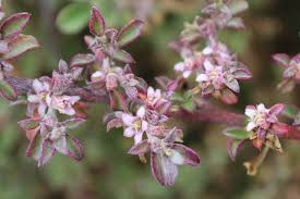 Image result for Galenia