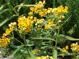 Asclepias Curassavica Silky Gold Asclepias Flowers For Butterflies Colorful Garden