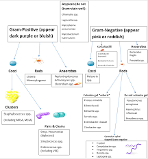 Infectious Disease I Background And Antibacterials By Drug