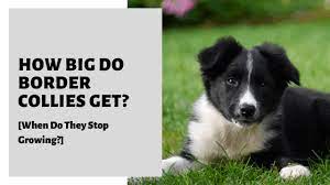How Big Do Border Collies Get When Do They Stop Growing