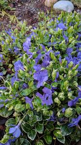 Plant with purple flowers and green leaves. What Is This Variegated Low Growing Plant With Purple Flowers And How Do I Get Rid Of It Gardening Landscaping Stack Exchange