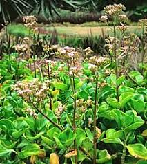 Kalanchoe Carnea Modoc Front Yard Design Big Leaves Succulents