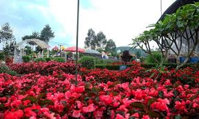 Kode alam kebun bunga area ini sebelumnya dikenal dengan nama 'pangheotan' yang berasal dari nama van houten, seorang. Memanjakan Mata Di Taman Begonia Lembang Bandung Genpi Co