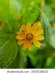 Image result for Aspilia africana