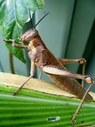 Brown Grasshopper Eating Grasshopper Animals Bugs Animal Species