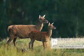 Image result for Cervus elaphus female