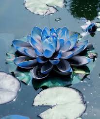Frankly Esoteric Blue Lotus Flower Blue Lotus Flowers