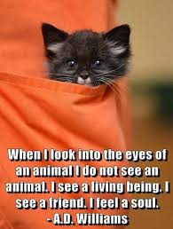 When I Look Into The Eyes Of An Animal I Do Not See An Animal When I Look Into The Eyes Of An Animal I Do Not See An Animal I See A Living Being I See A Friend I Feel A Soul Animals Friends