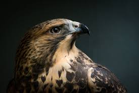 Birds Of Central Oregon Macro Shot Of Brown And Black Eagle Swainson S Hawk Macro Shot Brown Black Eagle Buteo Swainsoni Raptors Birds In 2020 Wallpaper Cool Wallpaper Beautiful Wallpapers