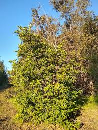 It's as if the tree decides how much fruit to support. Beware Of Rootstock Suckers On Citrus Trees Greg Alder S Yard Posts Southern California Food Gardening