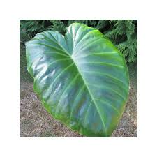 Image result for Remusatia