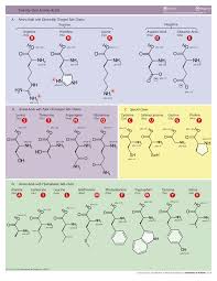 Biochemistry Tests For Food Macromolecules Answers Difference Between Biochemistry Amino Acids Molecular Biology