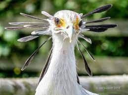 Pin On Aves