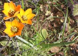Image result for Ornithogalum pulchrum