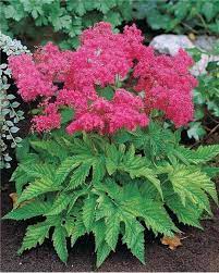 Vous allez voir, votre quotidien n'en sera que plus radieux. 8 Plantes D Ombre Roses Jardin Pot Plante Ombre Jardin D Ombre Vivaces Ombre