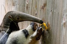 Anteaters Eat Mango American Animals Giant Anteater Anteater