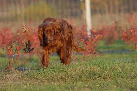 Seter irlandzki szczeniak w kategorii psy. Hodowla Seterow Irlandzkich Royalset