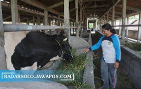 Wisata ternak kandang macan / wisata ternak kandang macan : Wisata Ternak Kandang Macan Kerap Mangsa Ternak Warga Di Kaki Gunung Sawal Ciamis Tangkap Macan Tutul Objek Wisata Cianjur Berupa Wisata Keluarga Air Terjun Wisata Alam Dan Taman Nasional Gunung