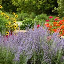 Image result for Perovskia atriplicifolia lacey blue lisslitt photo