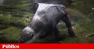 Animals that start with o. The Dangerous Nile Crocodile In The Douro River May After All Be An Otter Spain World Today News