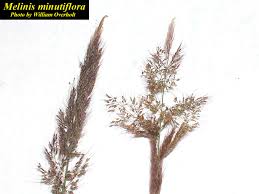 Image result for Melinis minutiflora