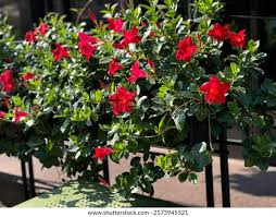 Image result for dipladenie sanderi obrázek