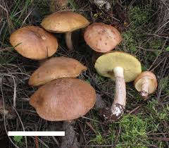 Image result for Suillus sp.