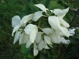 Image result for Mussaenda elegans