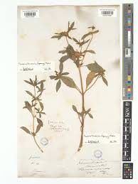 Image result for Flaveria trinervia