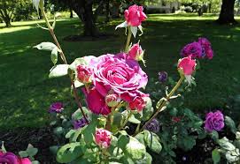 Photo of the entire plant of Rose (Rosa 'Stephens' Big Purple') posted by  admin