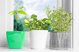 Helping people take next steps in their journey with god Compare Prices For Avoseedo Across All Amazon European Stores