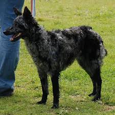 20 Of The World S Rarest Dog Breeds In 2020 Unique Dog Breeds Rare Dog Breeds Rare Dogs