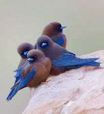 The Little Woodswallow Artamus Minor Is An Insect Eating Bird Distributed Over Much Of Mainland Australia It Is Dar Animals Beautiful Pretty Birds Pet Birds