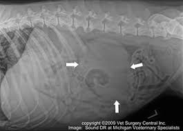 What are the symptoms of cancer in cats? Animal Surgical Center Of Michigan Veterinarian In Flint Mi