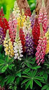 Lupines Lupinus Spp Are Attractive And Spiky Reaching 1 To 4 Feet In Height And Adding Color And Texture To The Lupine Flowers Flower Garden Flower Seeds