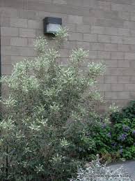 I've had my sweet almond bush for several years now and keep it potted. Aloysia Virgata Sweet Almond Bush Mountain States Wholesale Nursery