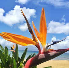 The hawaiian islands is a lei of colorful flowers, strung across the sea. Hawaii S Popular Tropical Flowers And How To Wear Them