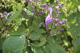 Image result for Brillantaisia madagascariensis