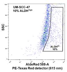 UM-SCC-47 Squamous Carcinoma Cell Line