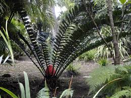 Image result for Encephalartos gratus