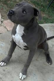 Pin By Norah On Group Staffies Best Dogs Ever Pitbull Terrier Pitbulls Animals
